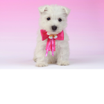 Puppys Gaming