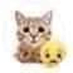 LilCat Experience