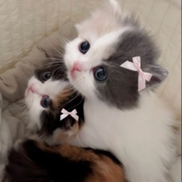 meow