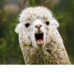 LLAMA GANG FOR LLAMAS