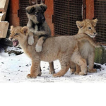 lion pups