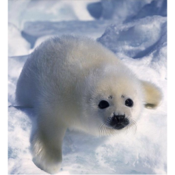 silly seal ｡ °˚♡