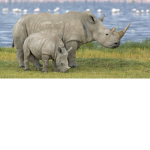 The White Rhino Fan Club
