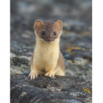The Weaselsaregr8!! XD