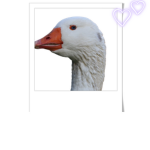 Goose- plays Fan Group (Official)