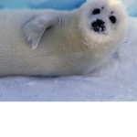 the epic seals