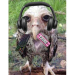 Real Wet Owl Gang