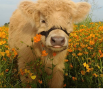 Aesthetic cow Gang <3
