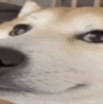 Shiba Entertainment