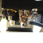 Be your favorite animal