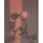 Aesthetic sucks