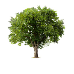 Tree.