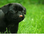 The pugs that play roblox