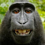 Super Monkey Studios