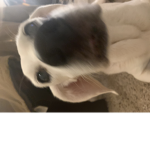 Dog Cu|t