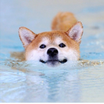Ant's Doges
