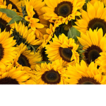' Sunflowers '
