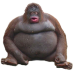 the church of monke