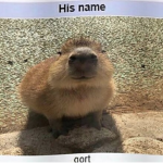 THE ULTIMATE DOGE GROUP