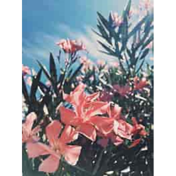 ~Aesthetic blossoms~