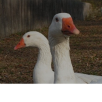 The Goose Group :)