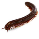 millipede cult