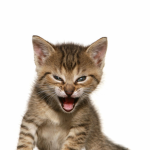 kat approval
