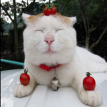 The Cat Army, Where We Support Our Cats.