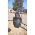 doggy swing (credit to me for making this group)