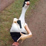DUCK AND GOOSES GANG