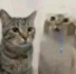 noob奇怪鬼