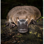 Grand Alliance of the Platypus