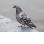 Fat pigeons united