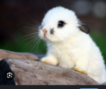 White baby bunnies