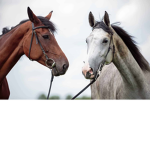Horsy nights