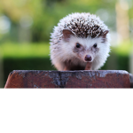 !! Hedgehogs !!