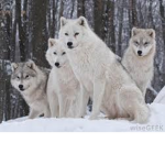 The arctic fox club