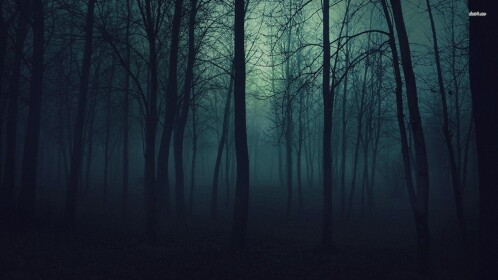 Wander the Forest