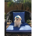 Pupfans