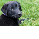 !!!!!!!!!!!!Puppies!!!!!!!!!!!!!!