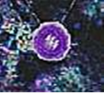 The nebula society