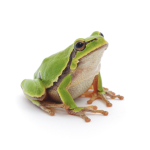 •*.+Hamster and Frog Friends!+.*•