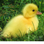 Duckies pond