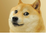 The doge boi clan!
