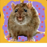 Rattengang