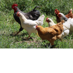 Chicken's aesthetic