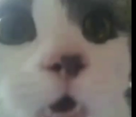 lordmajior