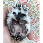 Colorful Quills Hedgehogs