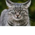 The cat ppl