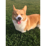 Corgi Candy